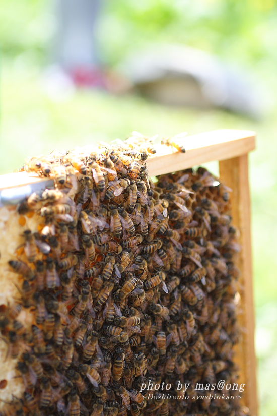 阿賀野市 養蜂 八米