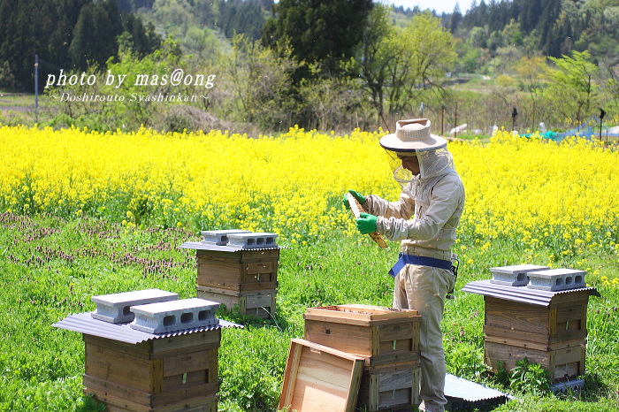 阿賀野市 養蜂 八米