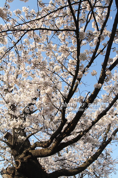 桜　満開