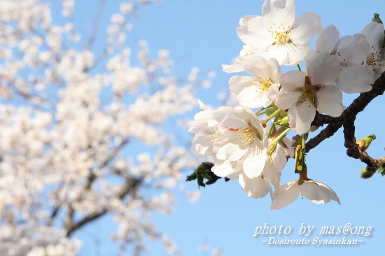 桜　満開