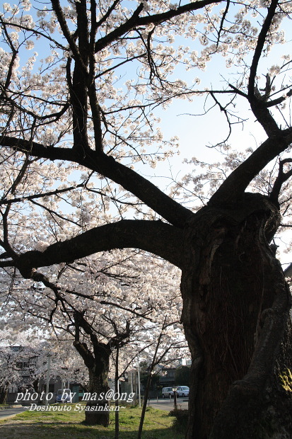 桜　満開