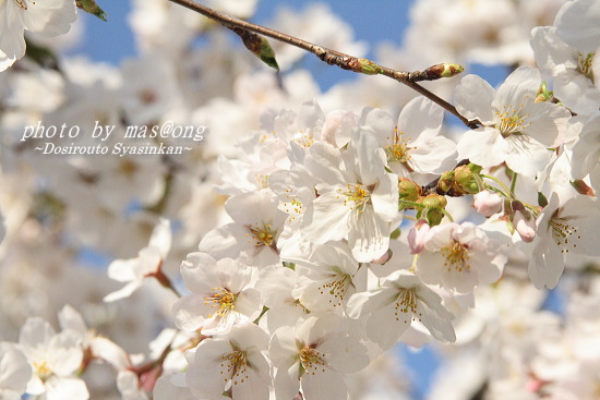 桜　満開