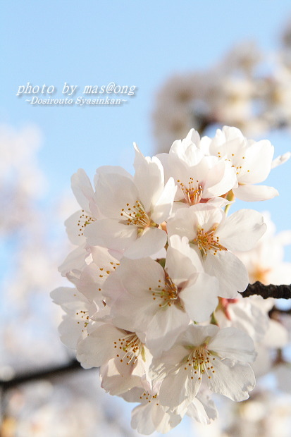 桜　満開