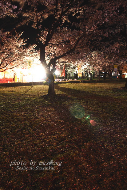 桜　満開