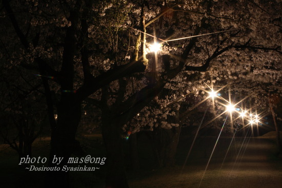 桜　満開