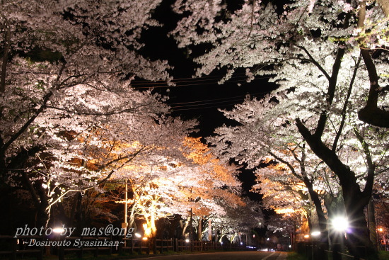 桜　満開