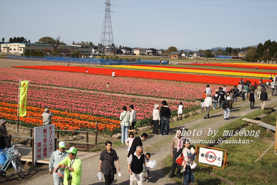 五泉市のチューリップまつり