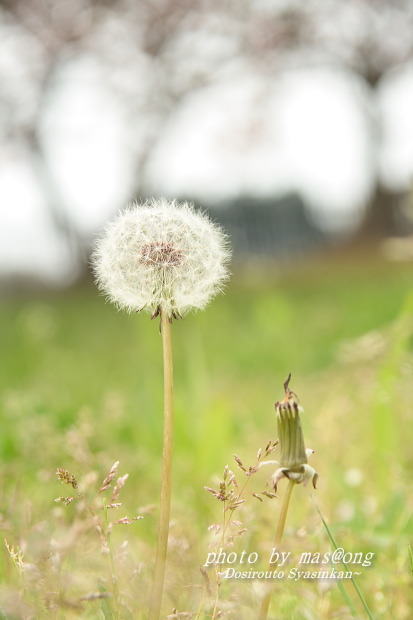 初夏の草花たち