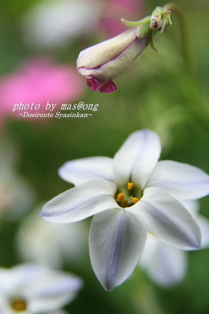 初夏の草花たち