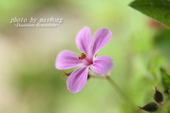 初夏の草花たち