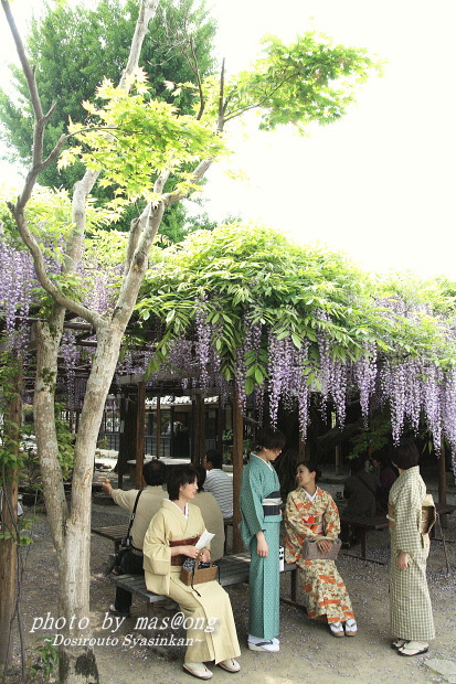 藤の花