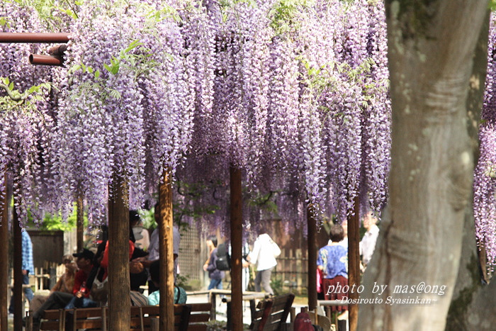 藤の花