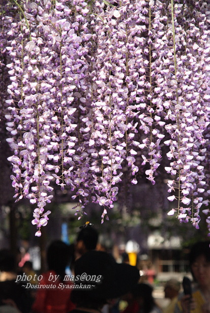 藤の花