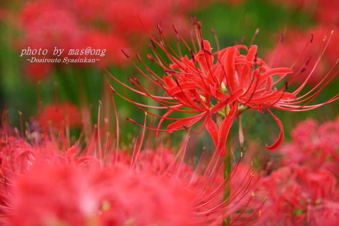 巾着田の彼岸花