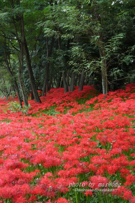 巾着田の彼岸花