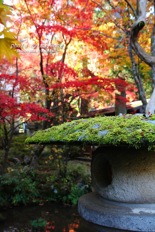 中野邸 紅葉