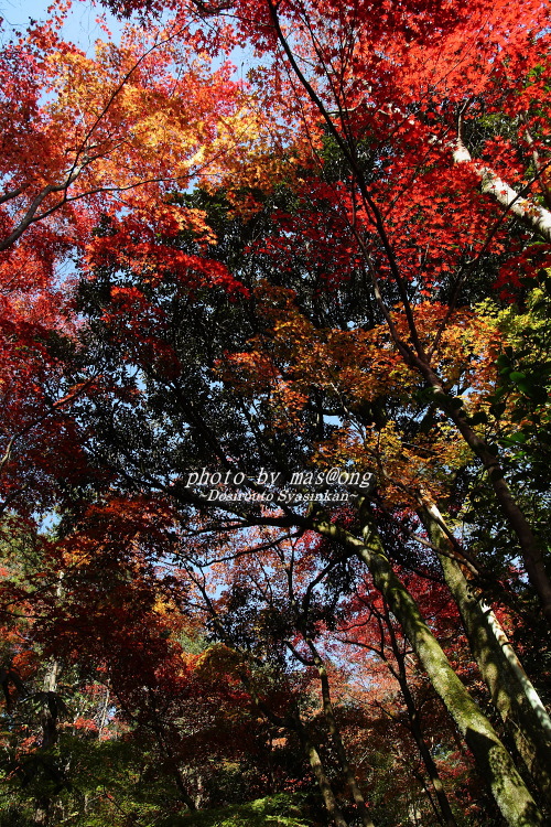 中野邸 紅葉