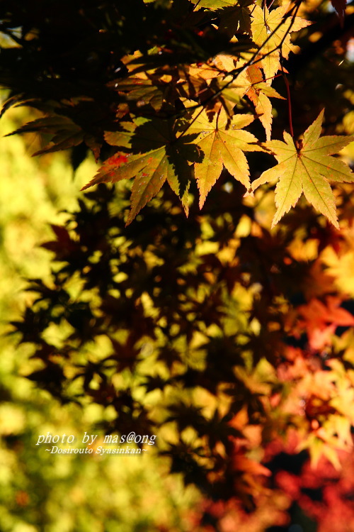 中野邸 紅葉