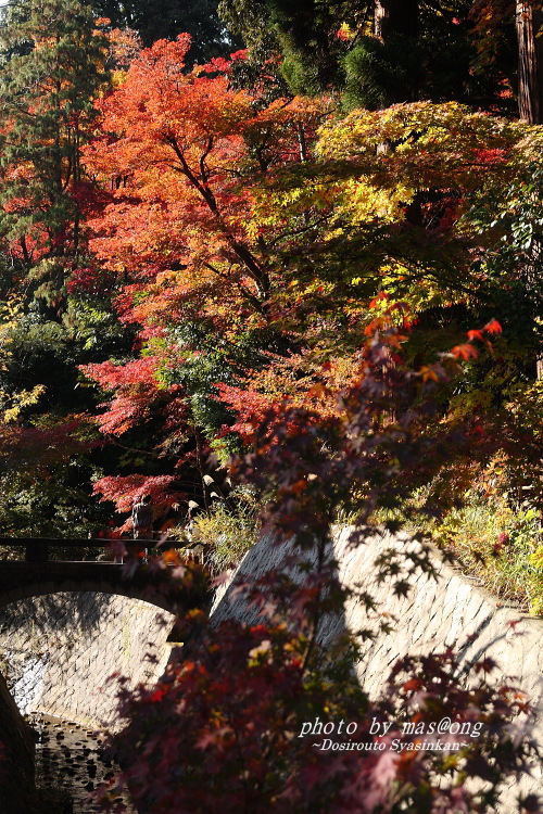 中野邸 紅葉