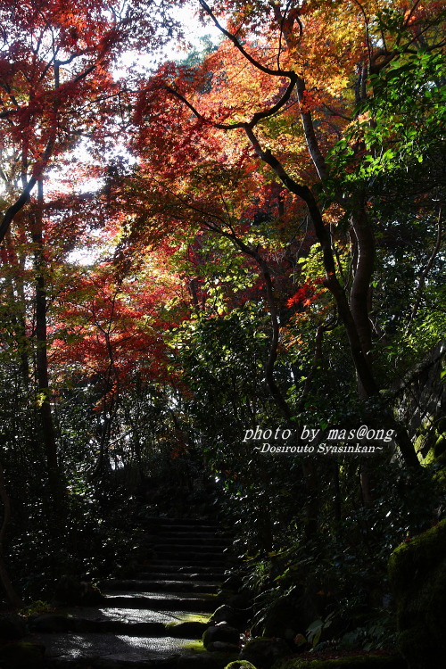 中野邸 紅葉