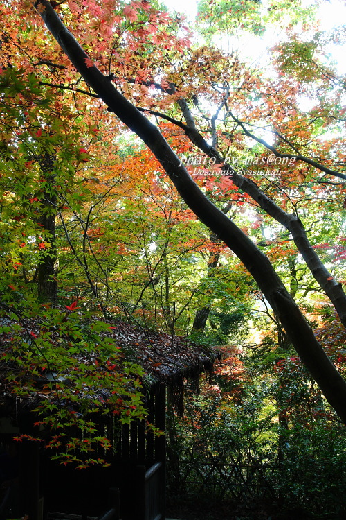 中野邸 紅葉