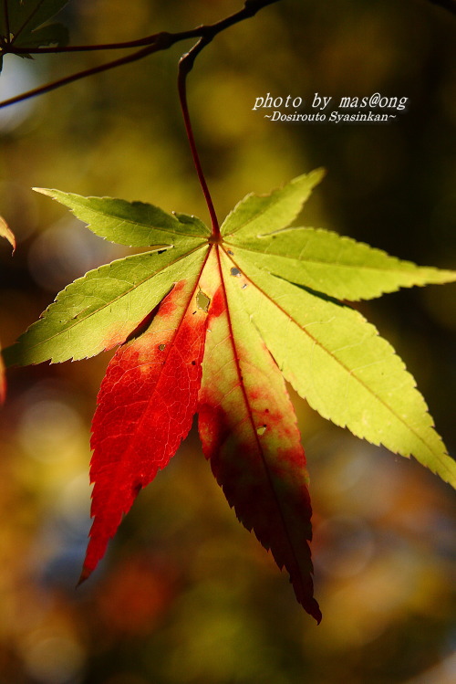 中野邸 紅葉