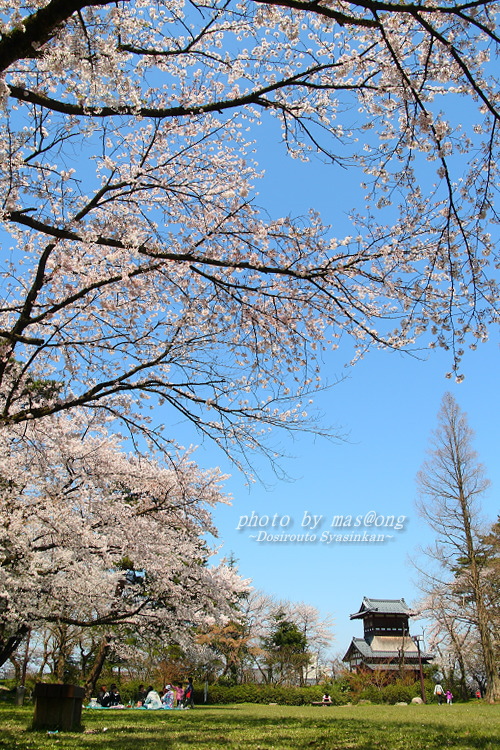 阿賀野市の桜