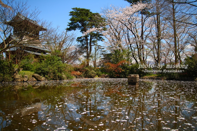 阿賀野市の桜