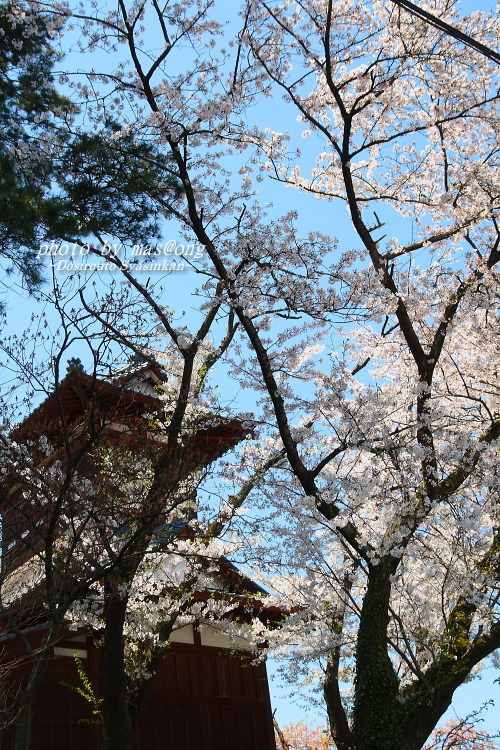 阿賀野市の桜