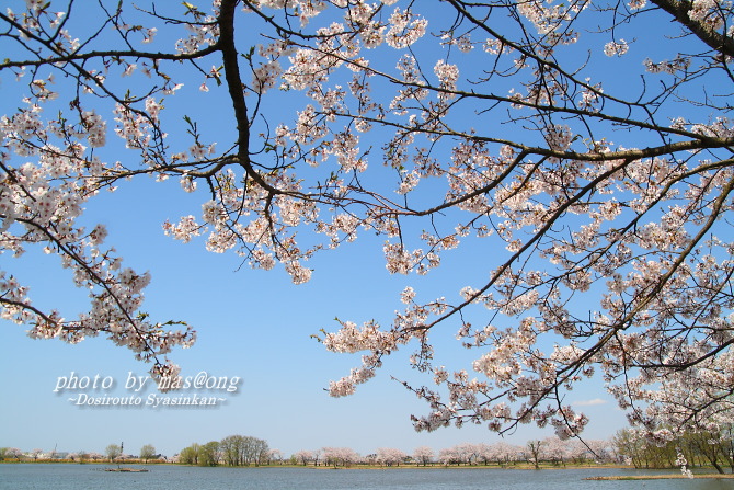 阿賀野市の桜