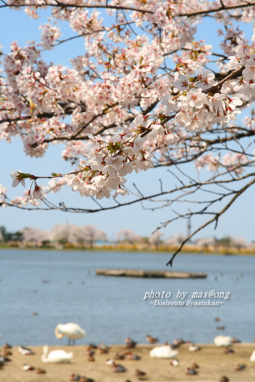 阿賀野市の桜