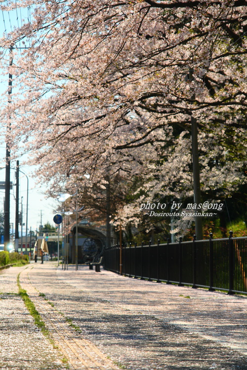 阿賀野市の桜