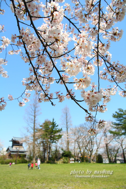 阿賀野市の桜