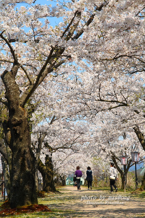 阿賀野市の桜