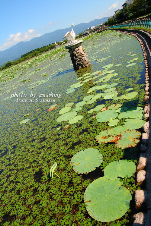 瓢湖の蓮の写真