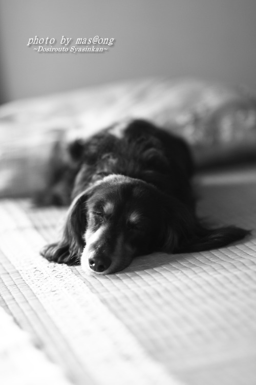 キャノン 単焦点（85mm f1.8）のレンズ