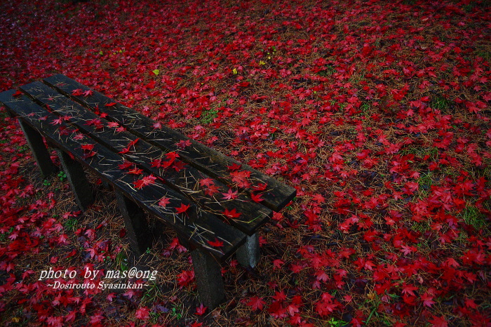 村松公園　紅葉