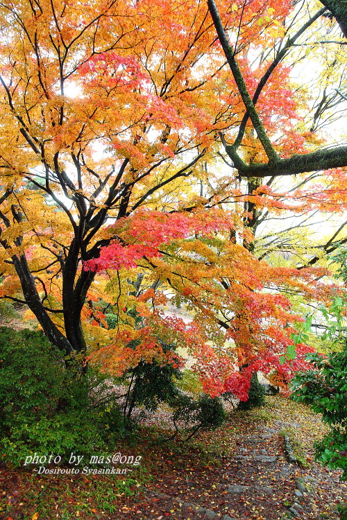 村松公園　紅葉