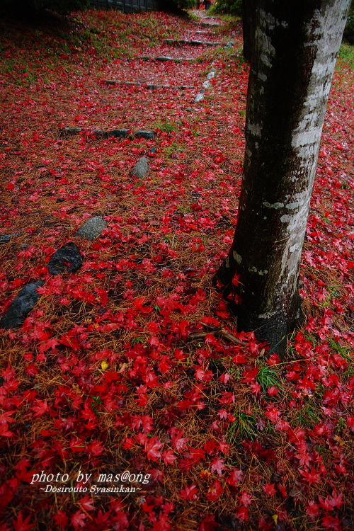 村松公園　紅葉