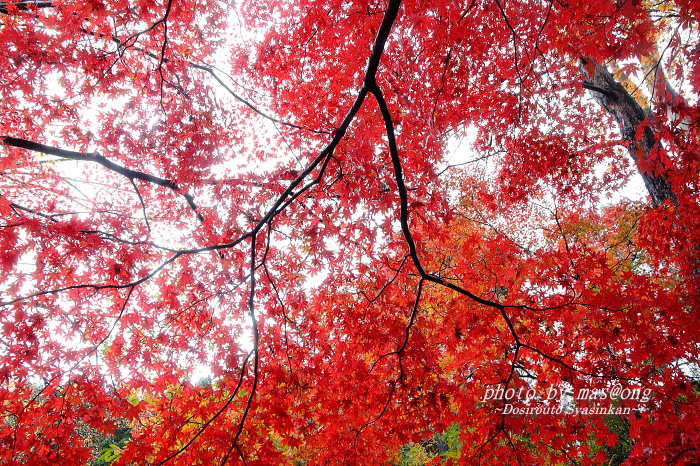 村松公園　紅葉