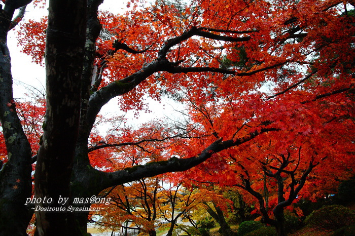 村松公園　紅葉