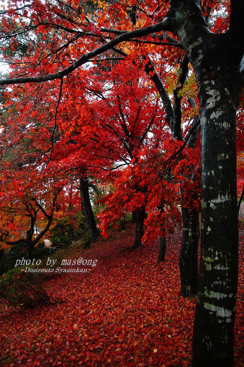 村松公園　紅葉