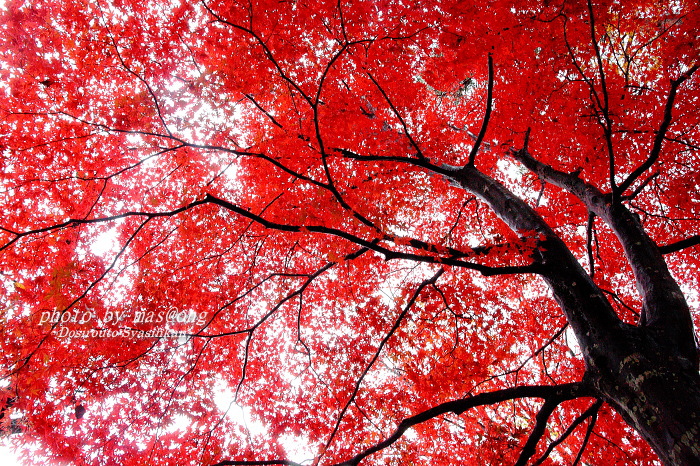 村松公園　紅葉