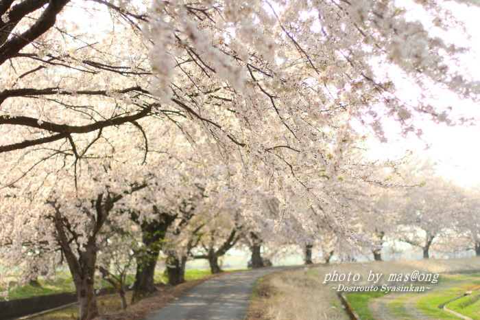 桜 ハイキー