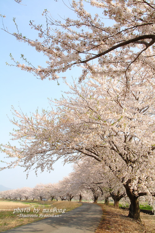 桜 阿賀野市