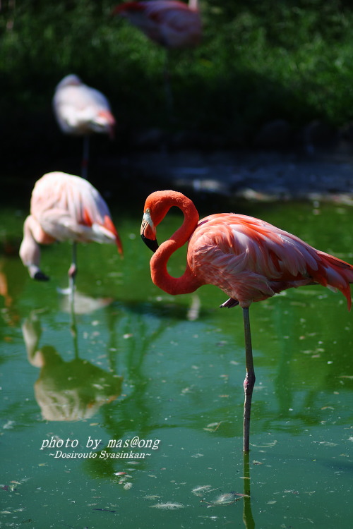 東武動物公園