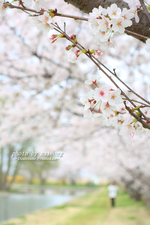 瓢湖の桜