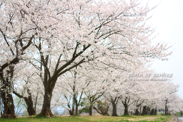 瓢湖の桜