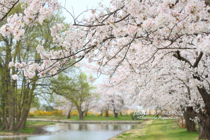 瓢湖の桜