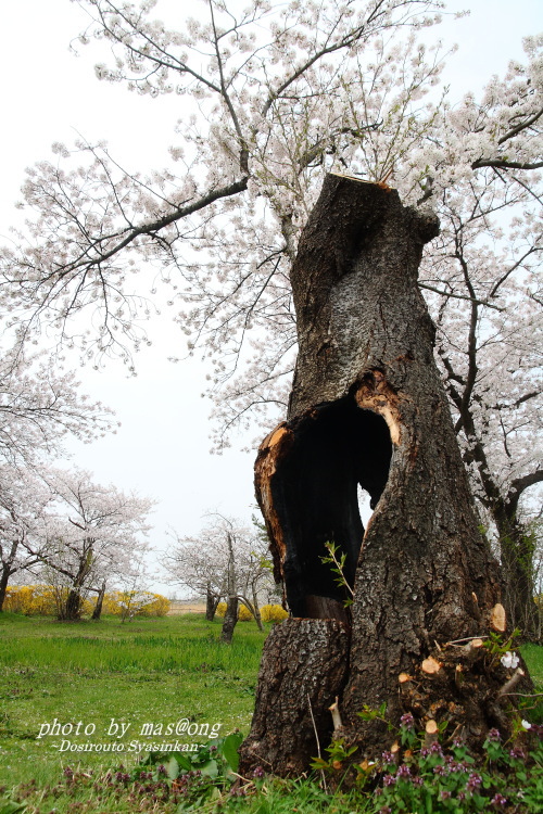 瓢湖の桜